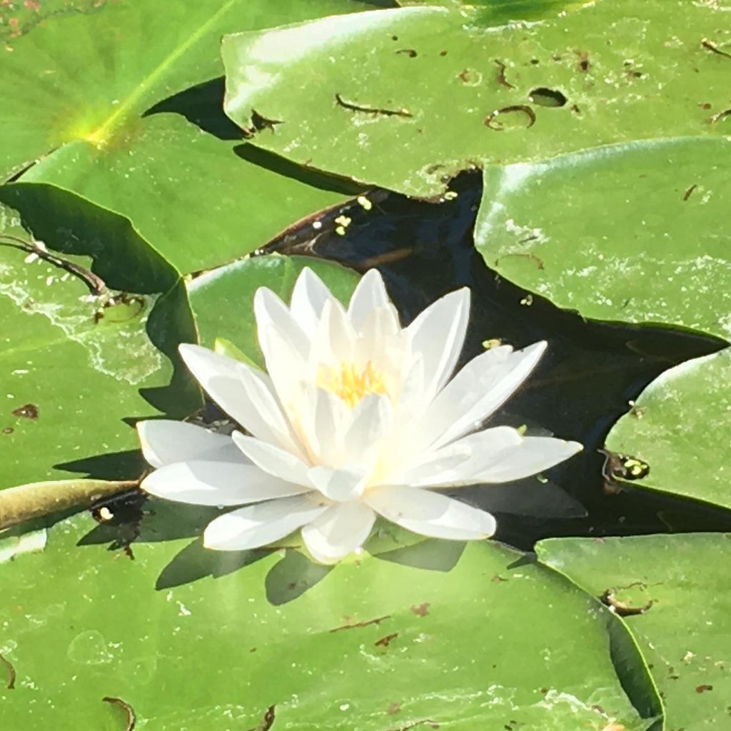 DAILY AFFIRMATIONS - JULY 3, 2021